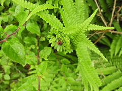 Chirosia grossicauda