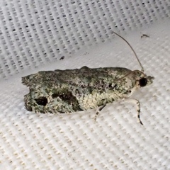 Proteoteras implicata