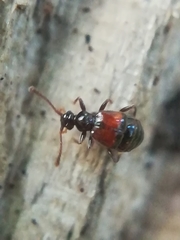 Rybaxis longicornis