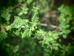 Prostanthera rugosa