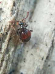 Rybaxis longicornis