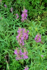 Lythrum salicaria — photo 2