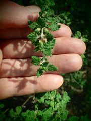 Prostanthera rugosa