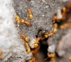 Lasius latipes