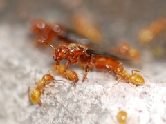 Lasius latipes