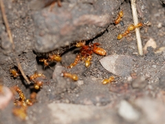 Lasius latipes