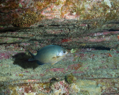 Chromis ovalis