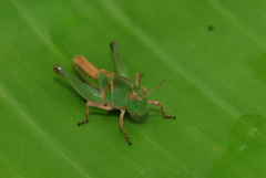 Locusta