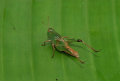 Locusta