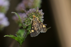Pyrausta aurata