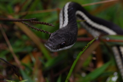 Thamnosophis lateralis