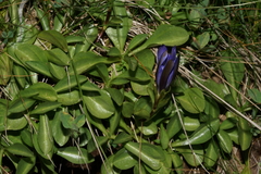 Gentiana newberryi newberryi
