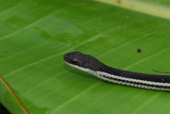 Thamnosophis lateralis