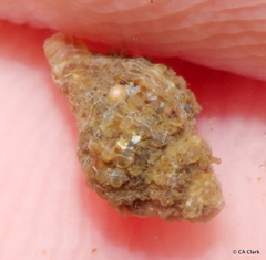 Paciocinebrina interfossa