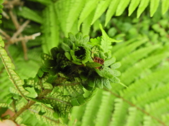 Chirosia grossicauda