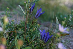 Gentiana newberryi newberryi