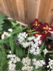 Megachile texana