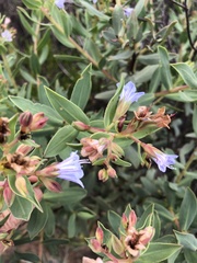 Lobostemon glaucophyllus