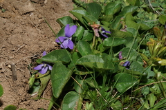 Viola adunca adunca