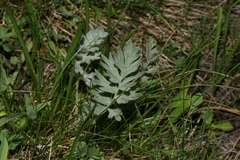 Potentilla breweri