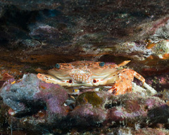 Goniosupradens hawaiensis