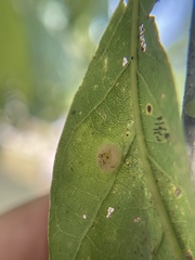 Neuroterus umbilicatus