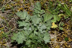 Potentilla breweri