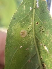 Neuroterus umbilicatus
