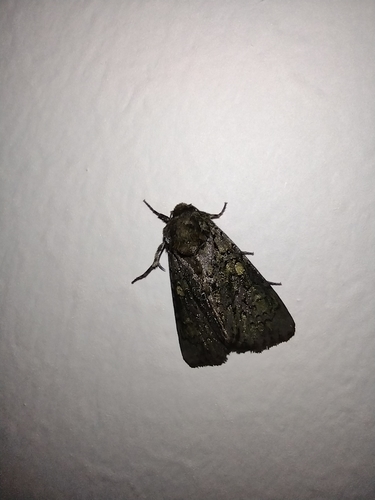 Mramorovka vtáčizobová (Craniophora ligustri)