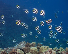 Heniochus diphreutes