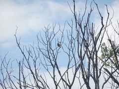 Falco tinnunculus tinnunculus