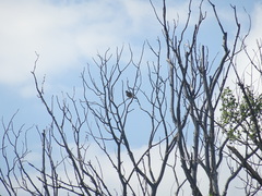 Falco tinnunculus tinnunculus