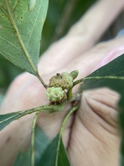 Callirhytis glandulus