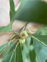 Callirhytis glandulus