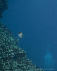 Hemitaurichthys polylepis