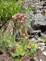 Sempervivum marmoreum
