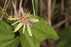 Passiflora rubra