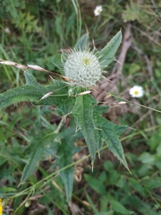 Cirsium laniflorum