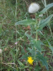 Cirsium laniflorum