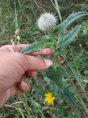 Cirsium laniflorum
