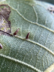 Caryomyia striolata