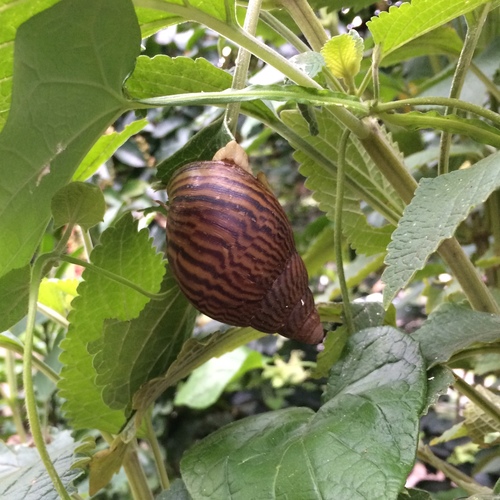 Cochlitoma granulata