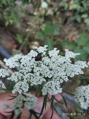 Apiaceae