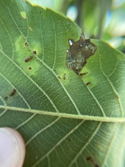 Caryomyia striolata