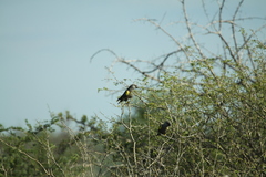 Poicephalus rueppellii