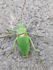 Callicrania ramburii