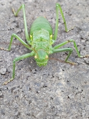 Callicrania ramburii