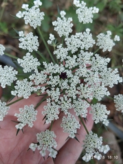 Apiaceae