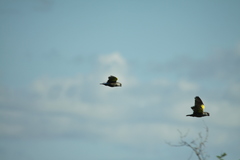 Poicephalus rueppellii