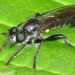 Laphria canis - Photo (c) Stuart Tingley,  זכויות יוצרים חלקיות (CC BY-NC), uploaded by Stuart Tingley